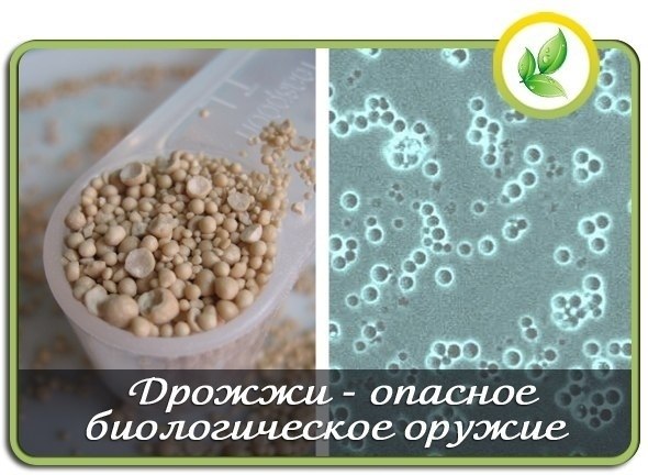 ДРОЖЖИ — ОПАСНОЕ БИОЛОГИЧЕСКОЕ ОРУЖИЕ.Одним из чудес нашего организма является процесс регенерации. ...