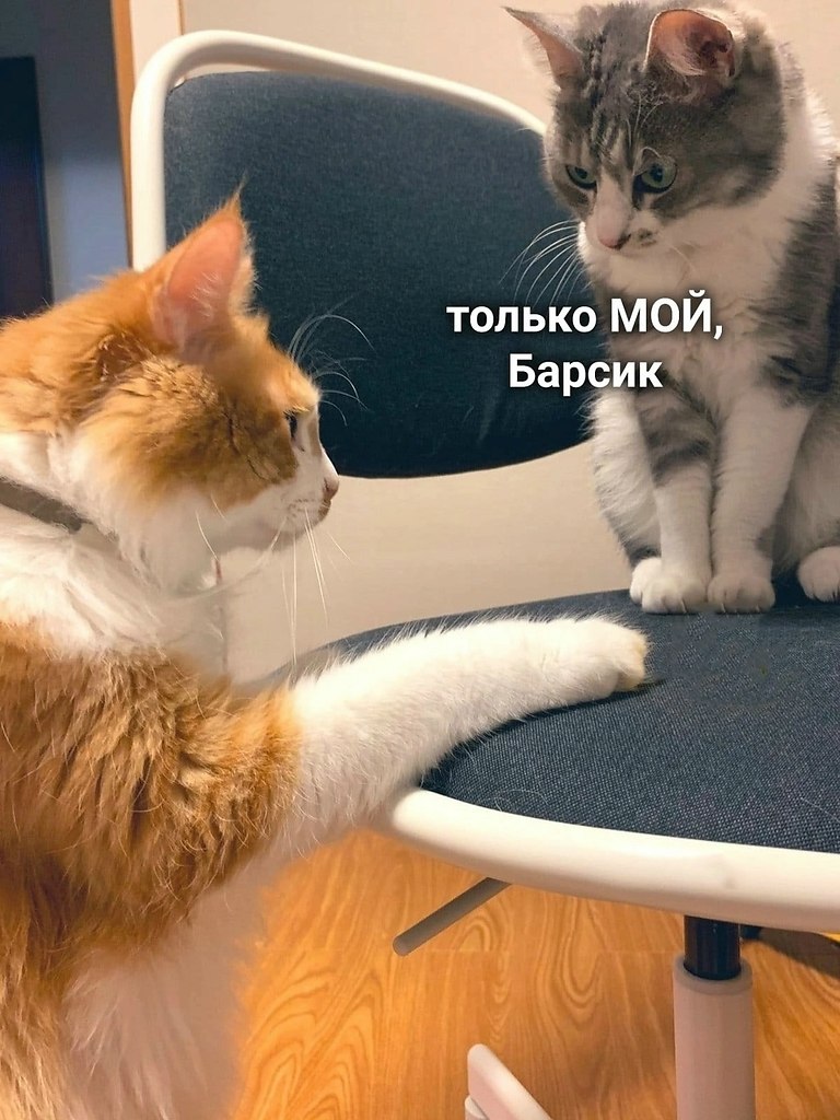 Мой я сказала) - 6