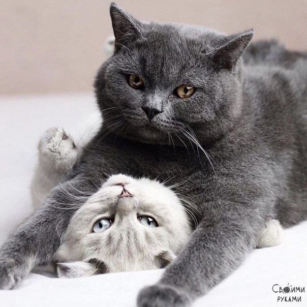 �������� ����������