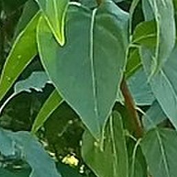 ��������, �������, 58 ���