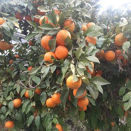 ���� ���, ������, 55 ��� - ��������� 26 ������ 2026