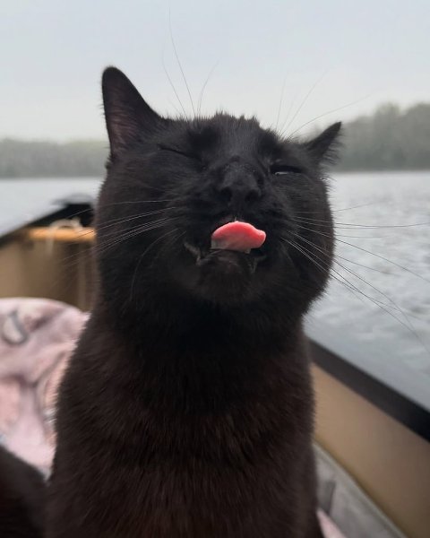 Человек берёт своих чёрных котеев с собой на рассветную рыбалку и делает какие-то невероятно ... - 5