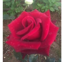 ������, ������, 45 ���