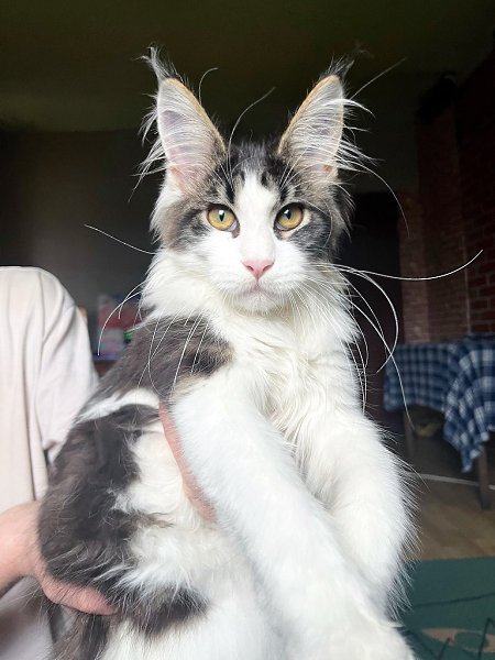 Ÿ  -  ,  ,     .        ...