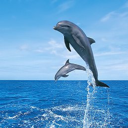 Mariya, ������, 64 ����