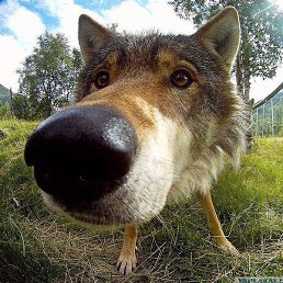 ���������, ������, 46 ���