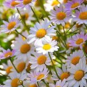 ���� �����, ���������, 68 ��� - ��������� 26 ������� 2023 � ������ ���� ����������