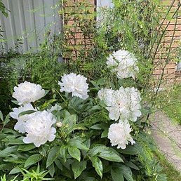 ��������, ������, 56 ���