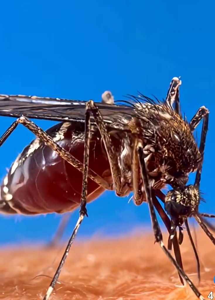 ,       ,  ...  -      . ... - 2