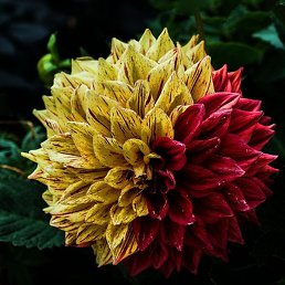 �������, �������, 37 ���