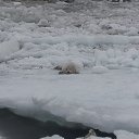  Zhorik, -, 34  -  9  2024