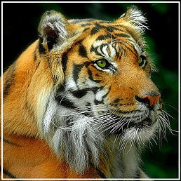 ��������, ������, 60 ���