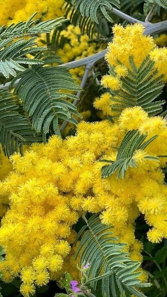 ������ ����������� :yellow_heart: