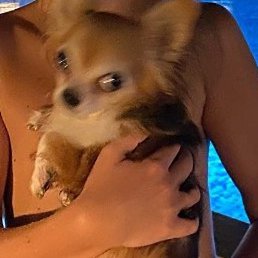 ��������, ��������