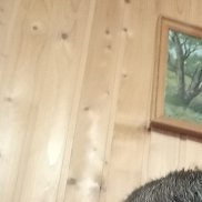 �������, 40 ���, ������