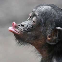 ����, �����-���������, 41 ���