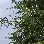 ����, 52 ����, �������