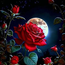 �������, ������, 46 ���