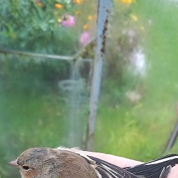 ���������, ������������, 53 ����