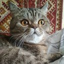 ���� ��������, ����, 64 ���� - ��������� 25 ������ 2026 � ������ ���� ����������