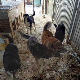 �������, �������������, 44 ����