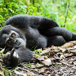 Vasissyal, �������, 65 ���