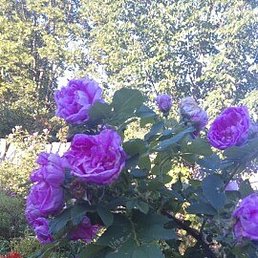 ������, ������, 74 ����