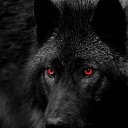���� Wolf, ������, 53 ���� - ��������� 22 ������ 2025 � ������ ���� ����������