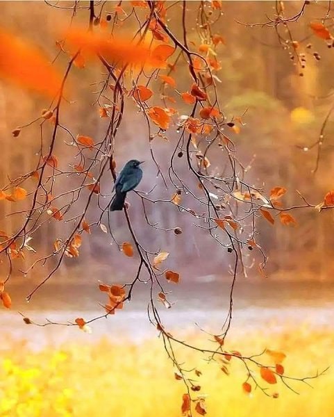   -  ,        . A  - , ,  ...