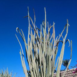 ����, ��������