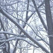 ����, 36 ���, ������