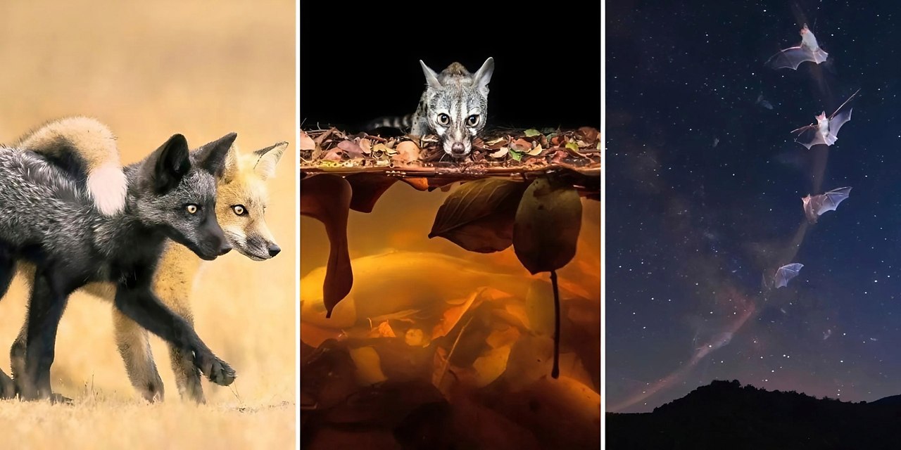      : 18    Nature Photographer of the Year 2024. ...