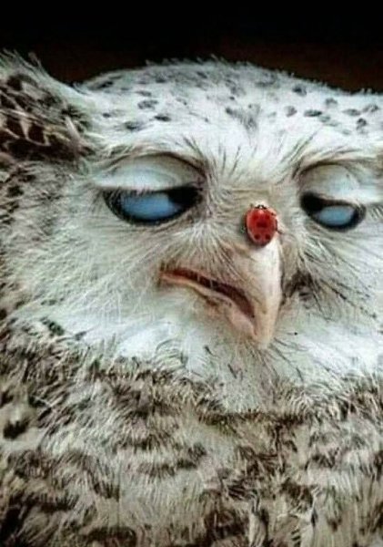      .       12  20  21.    ...