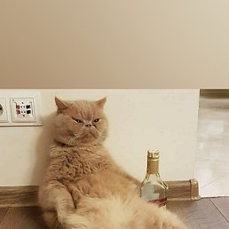 �, ������, 51 ���