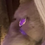 ��������, 33 ����, �����������