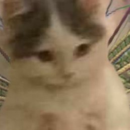 ���������, ������ ��������, 21 ���