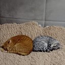 ���� �����, �������� - ��������� 13 ������ 2025 � ������ ������ ��������