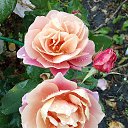 ���� �����, ����, 67 ��� - ��������� 24 ������� 2025 � ������ �������