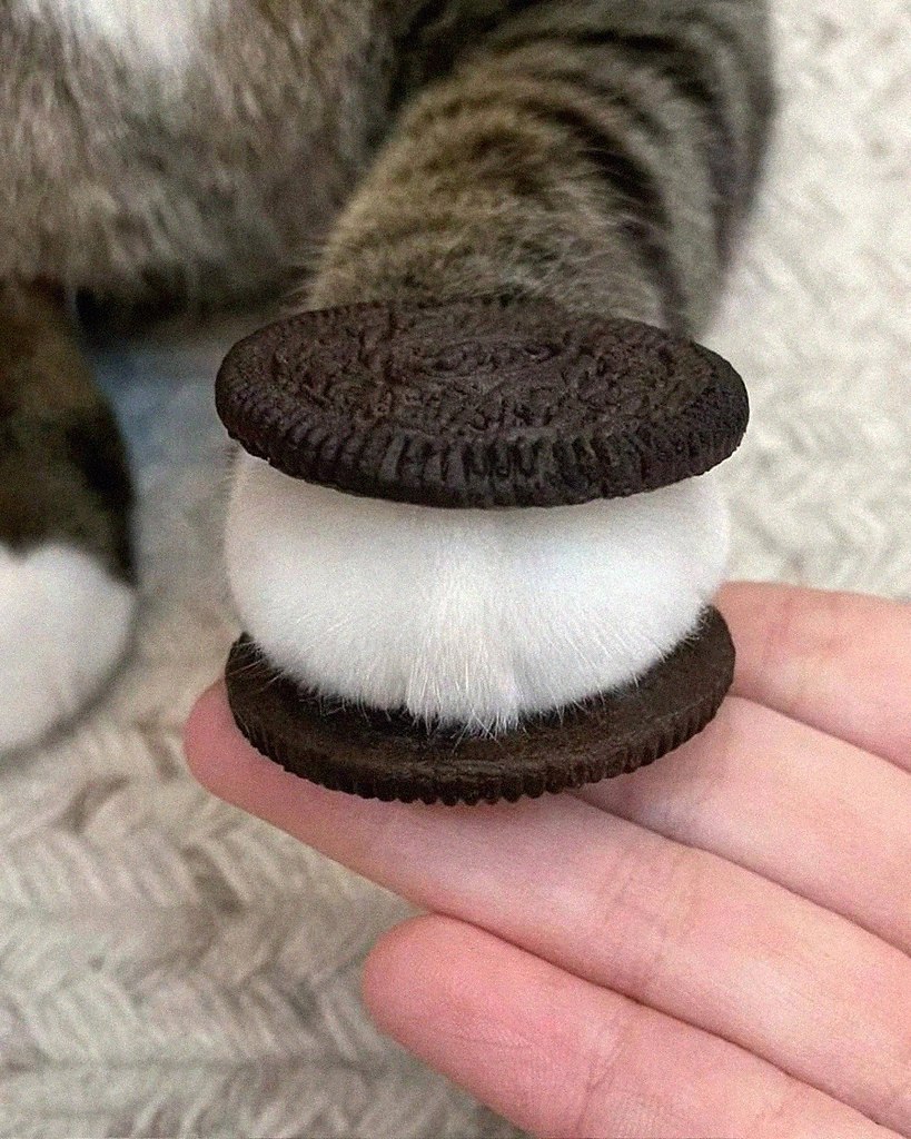 Oreo      .  !