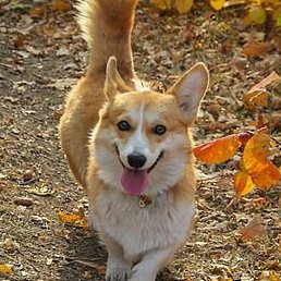 �����, �����������, 49 ���