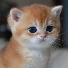 ������, ������� ��������, 23 ����