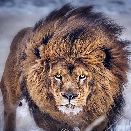 ���, �������