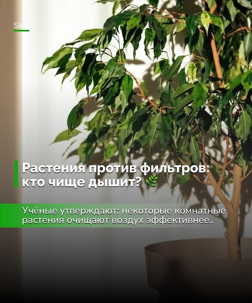 Живые цветы не только украшают интерьер, но и становятся естественной защитой для здоровья.Иногда ...