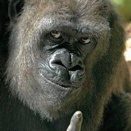 ��� ..., ������, 38 ���