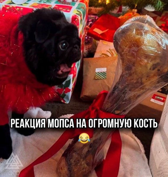 Мопс получил в подарок на Новый год кость, которая больше него.Питомец был, мягко говоря, удивлен и ...