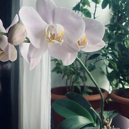����, ������
