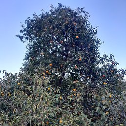 Ali, ����, 28 ���