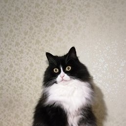 ��������, ������-��-����