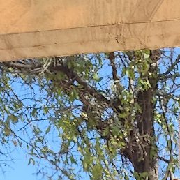 ������, �����������, 50 ���