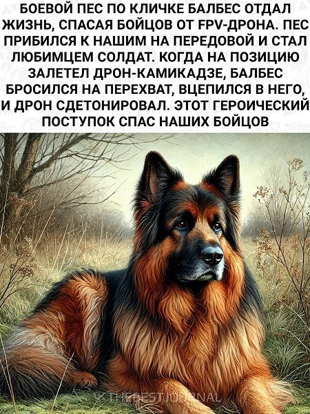 Эта история растрогает даже мужчин….Вечная память герою - 2